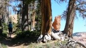PICTURES/Spectra Point - Rampart Trail Overlook/t_Rock & Tree2.JPG